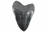 Serrated, Fossil Megalodon Tooth - Massive River Meg #247867-2